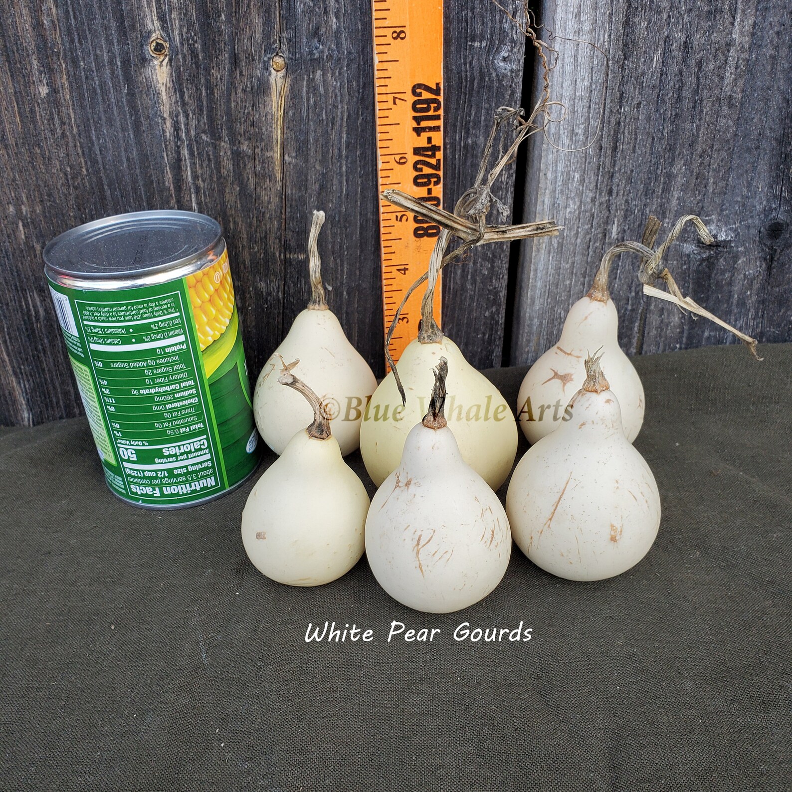 Gourd Seeds White Pear Pure Seeds Read Descritpion 10 Etsy