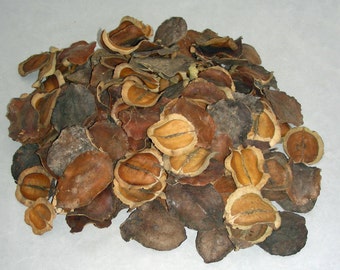 Jacaranda Pods Jacaranda pods ONE Pound