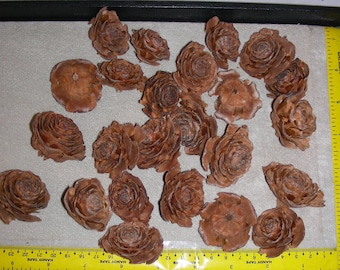 Cedar Rose Natrual - Lot of 50