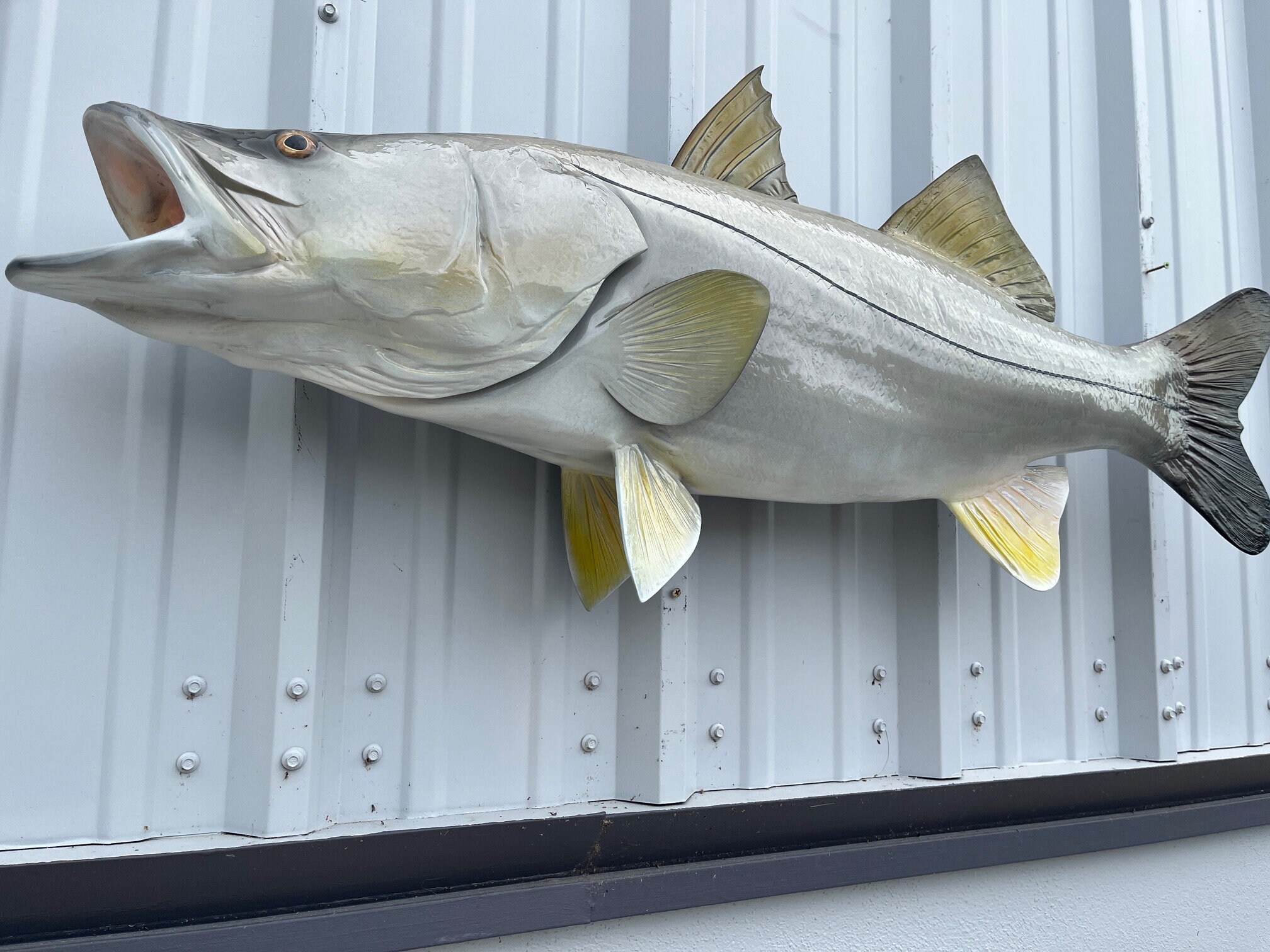 Snook Fish Mount - 44 Inches - Full Mount - Etsy