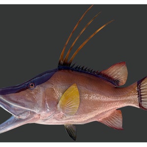 May include: A red and purple fish with a long, thin snout and a large, open mouth. The fish has a long, thin dorsal fin that extends from the head to the tail. The fish is swimming in a black background.