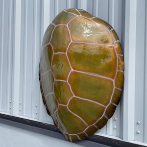 Green Turtle Shell Replica - 32 Inches - Half Mount - Etsy