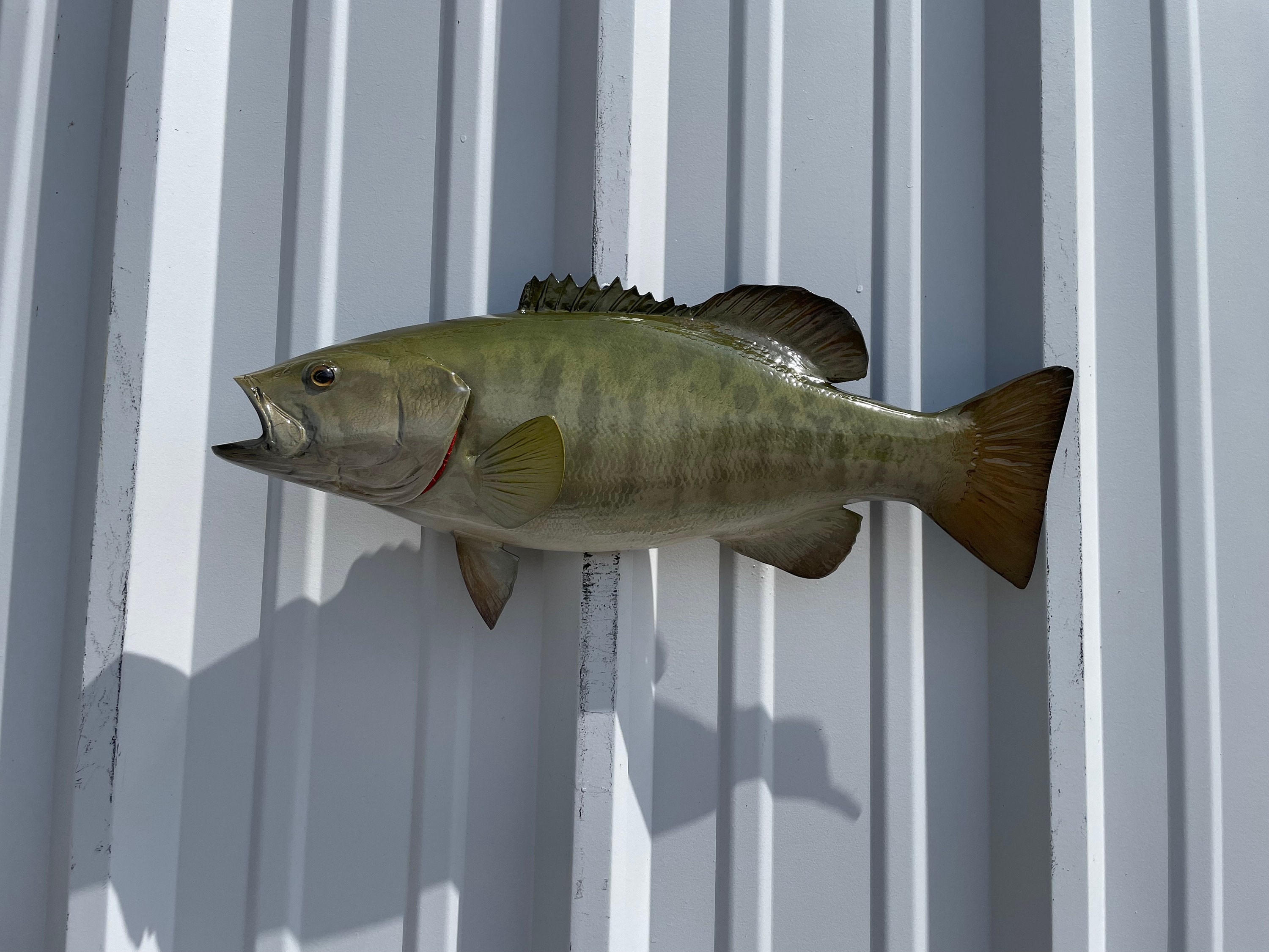 Large mouth Bass　壁掛け剥製 Large Bass Fish Wall Mount - Etsy