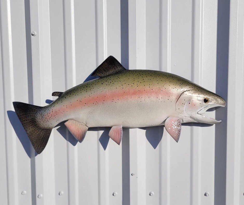 In Stock Rainbow Trout Fish Mount 25 Inches Half Mount -  Canada