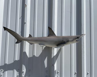 In Stock - Bonnethead Shark Fish Mount - 30 Inches - Full Mount Replica