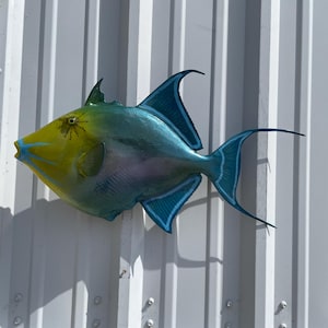 Queen Triggerfish Fish Mount - 24 Inches - Full Mount