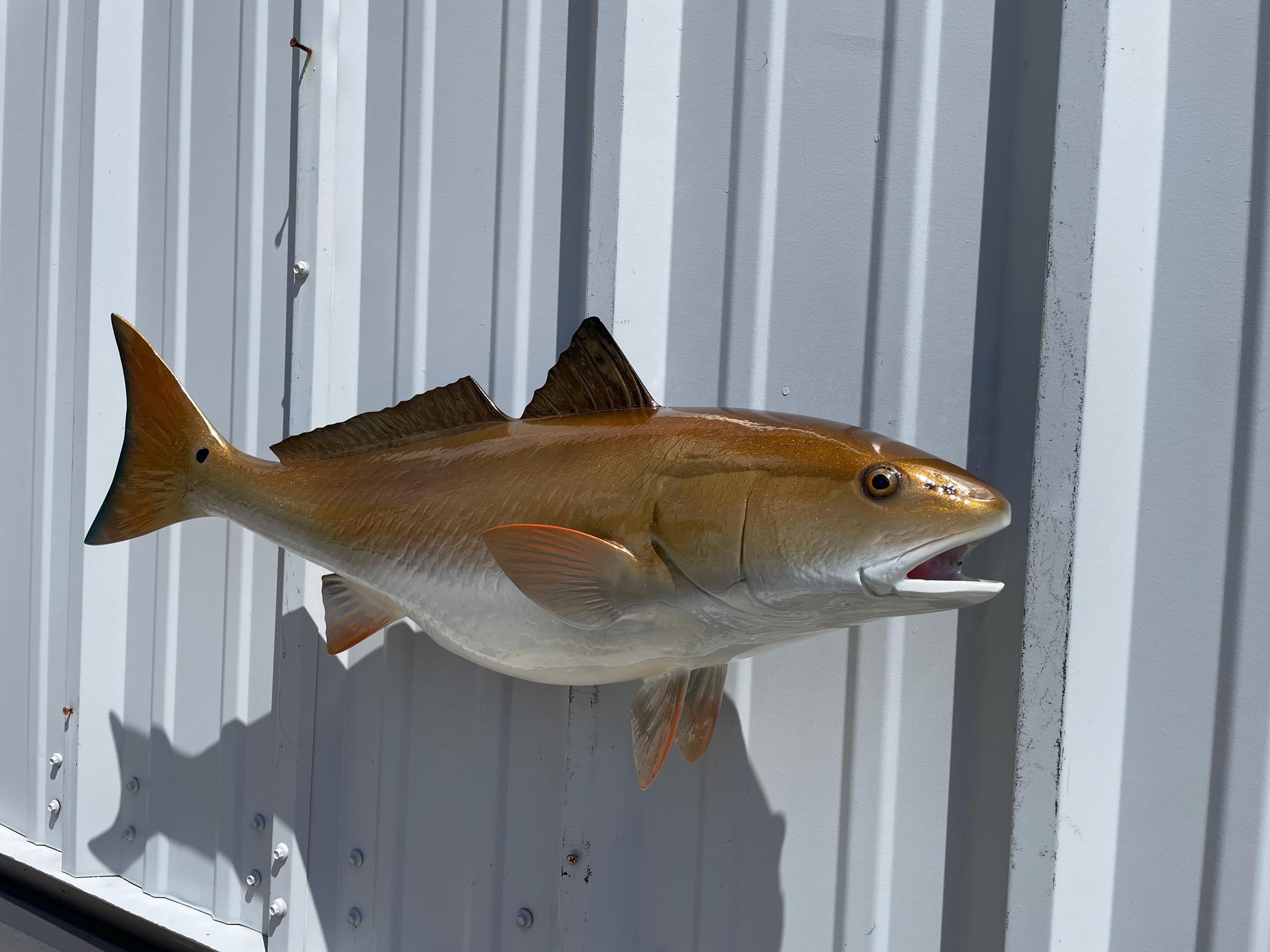 Redfish Fish Mount - 29 Inches - Full Mount - Etsy
