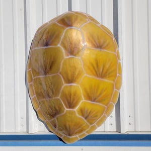 May include: A yellow sea turtle shell with a white and brown pattern. The shell is made of a smooth, shiny material.