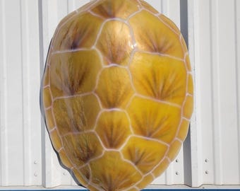 Hawksbill Turtle Shell Replica Mount - 32 Inches - Half Mount