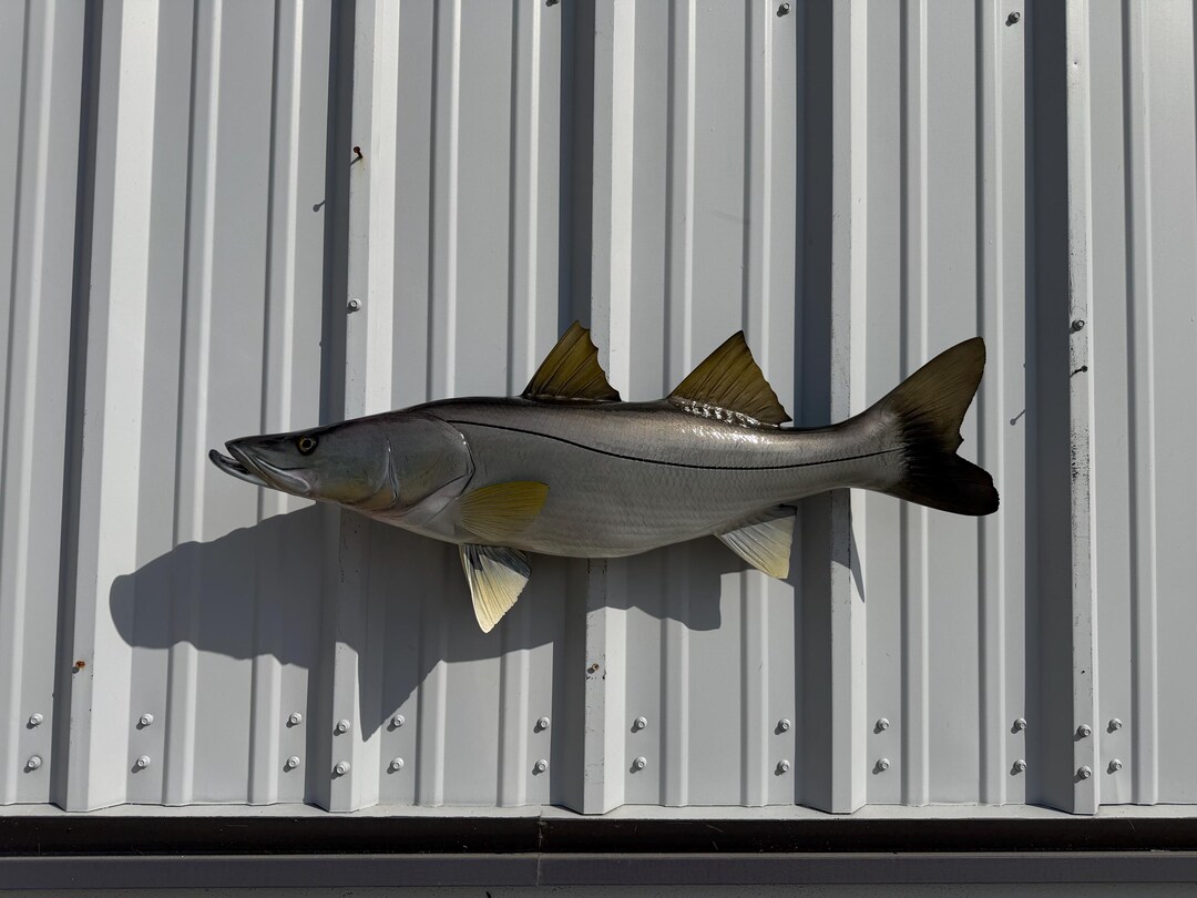 Snook Fish Mount - 36 Inches - Full Mount - Etsy