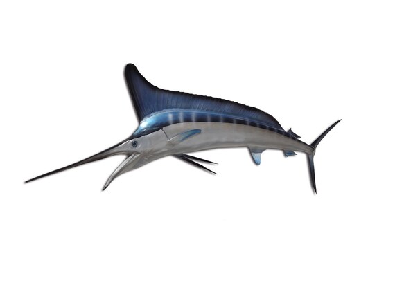 White Marlin Fish Mount 58 Inches Half Mount - Etsy