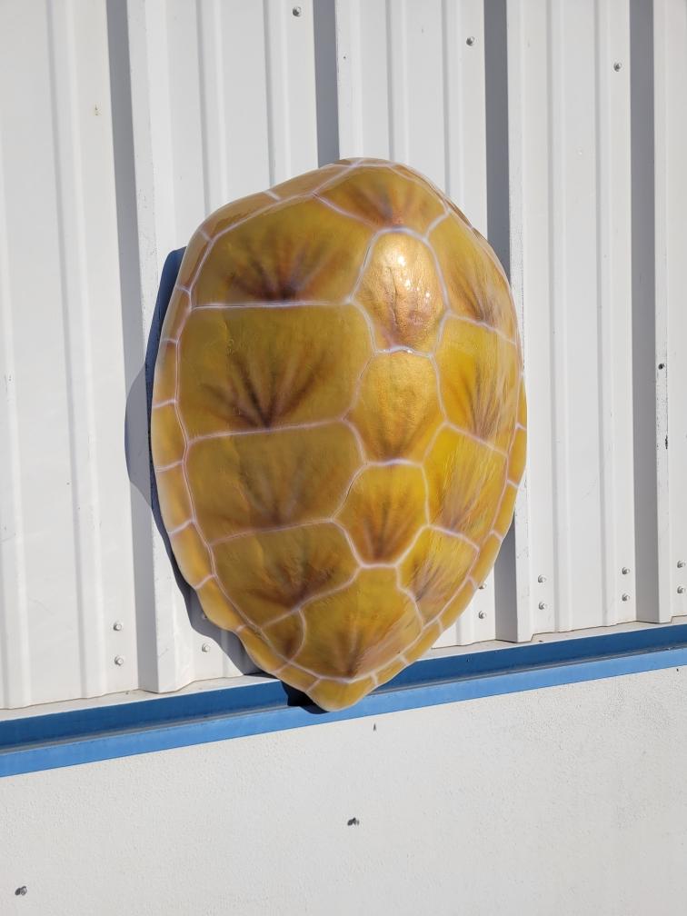 Turtle Shell Mount Hawksbill Turtle Shell Replica Mount - 32 Inches - Half Mount - Etsy