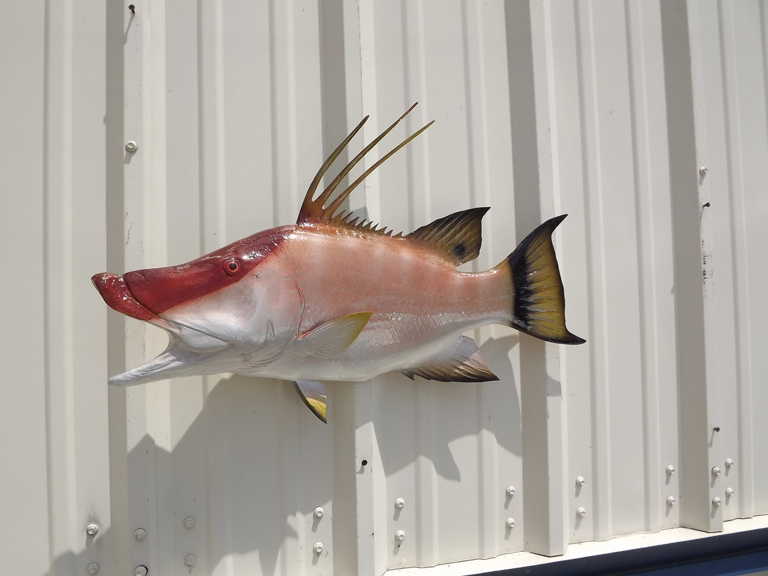 Hogfish aka Hog Snapper Fish Mount 28 Inches Half Mount - Etsy
