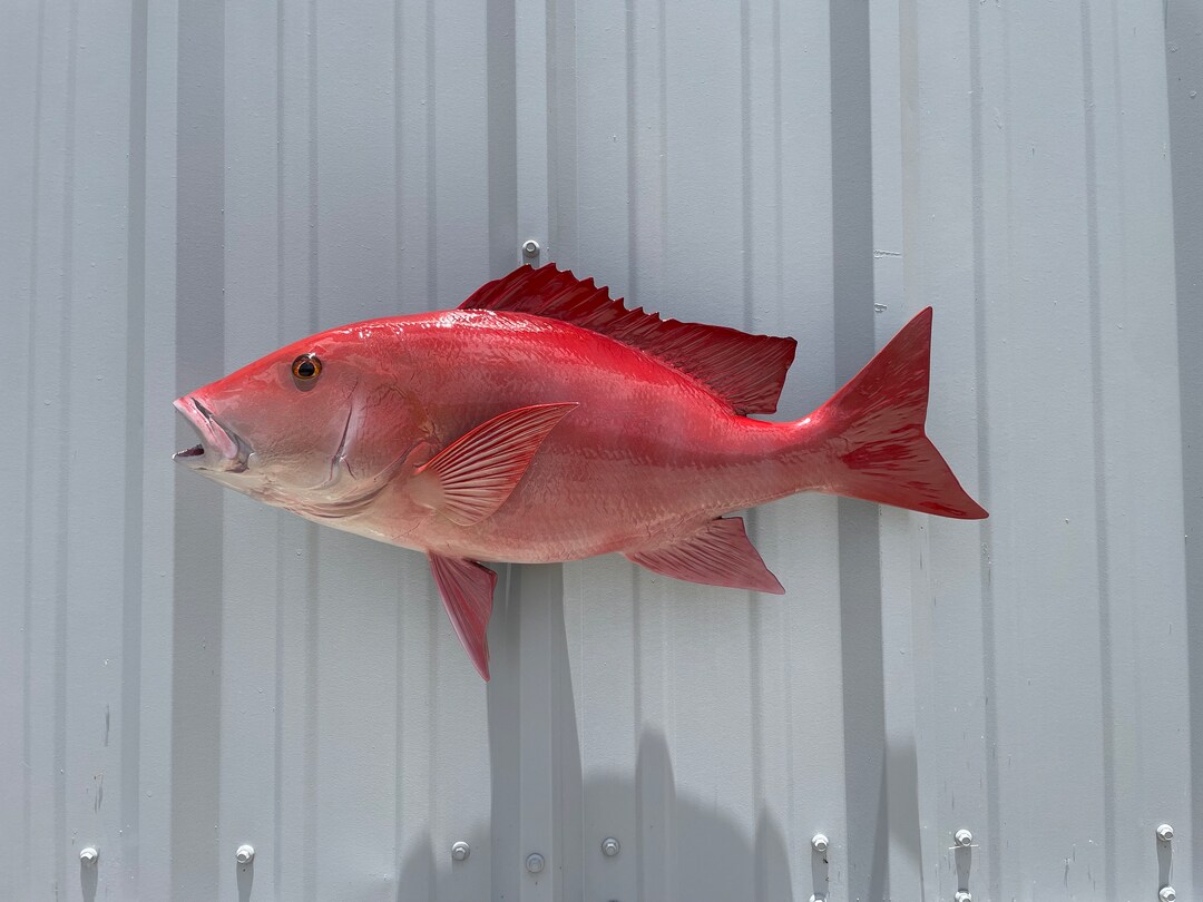 Red Snapper Fish Mount - 25 Inches - Full Mount Replica - Etsy