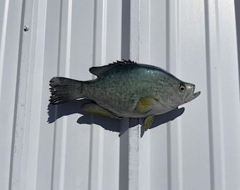 Crappie Fish Mount - 15 Inches - Full Mount Replica