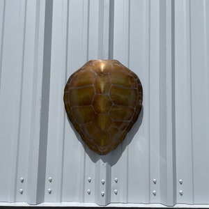 May include: A gold-colored turtle shell sculpture mounted on a white corrugated metal wall.