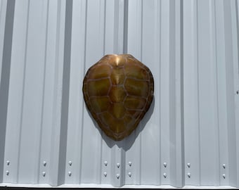 Green Turtle Shell Replica - 17 Inches - Half Mount