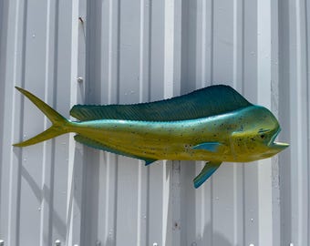 Bull Dolphin (Dorado, Mahi Mahi) Fish Mount - 33 Inches - Full Mount