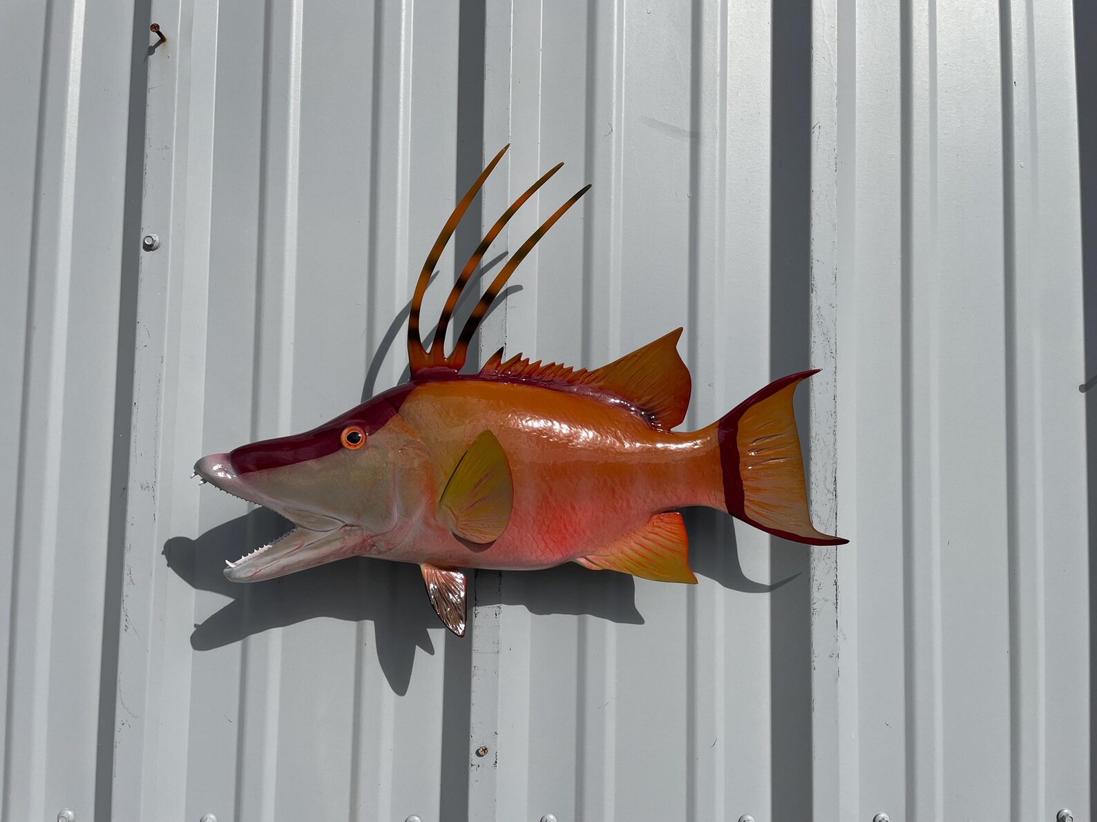 Hogfish (aka Hog Snapper) Fish Mount - 21 Inches - Full Mount - Etsy
