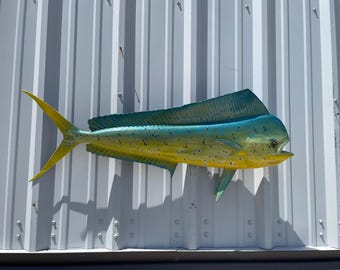 Bull Dolphin (Dorado, Mahi Mahi) Fish Mount - 40 Inches - Full Mount
