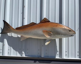 Redfish Fish Mount - 43 Inches - Full Mount
