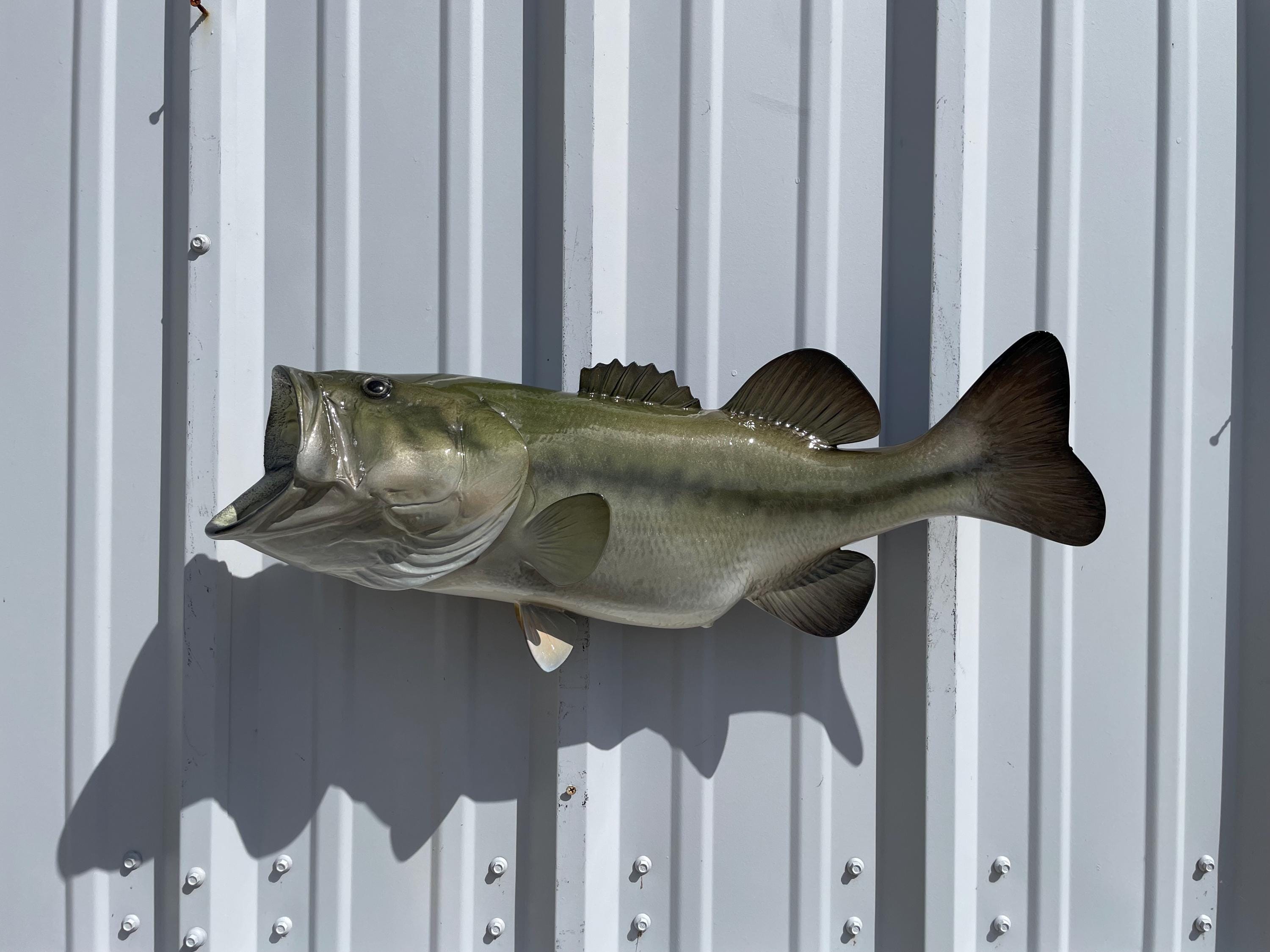 Large mouth Bass　壁掛け剥製 Large Bass Fish Wall Mount - Etsy