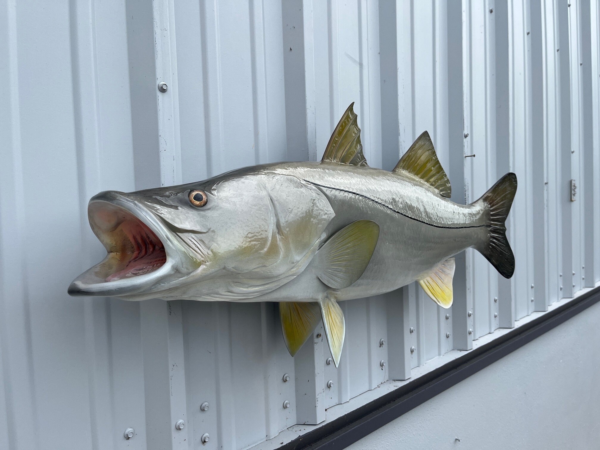 Snook Fish Mount - 44 Inches - Full Mount - Etsy