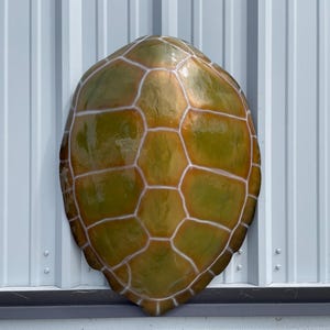 Green Turtle Shell Replica - 32 Inches - Half Mount