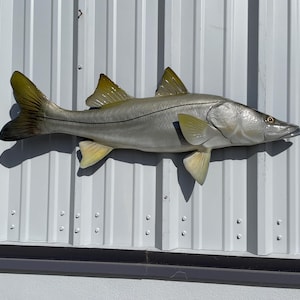 May include: A mounted silver and yellow snook fish with a black stripe down its side. The fish is mounted on a white metal wall.
