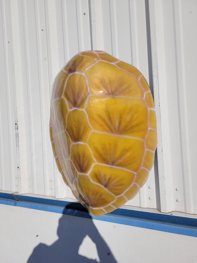 Turtle Shell Mount Hawksbill Turtle Shell Replica Mount - 32 Inches - Half Mount - Etsy