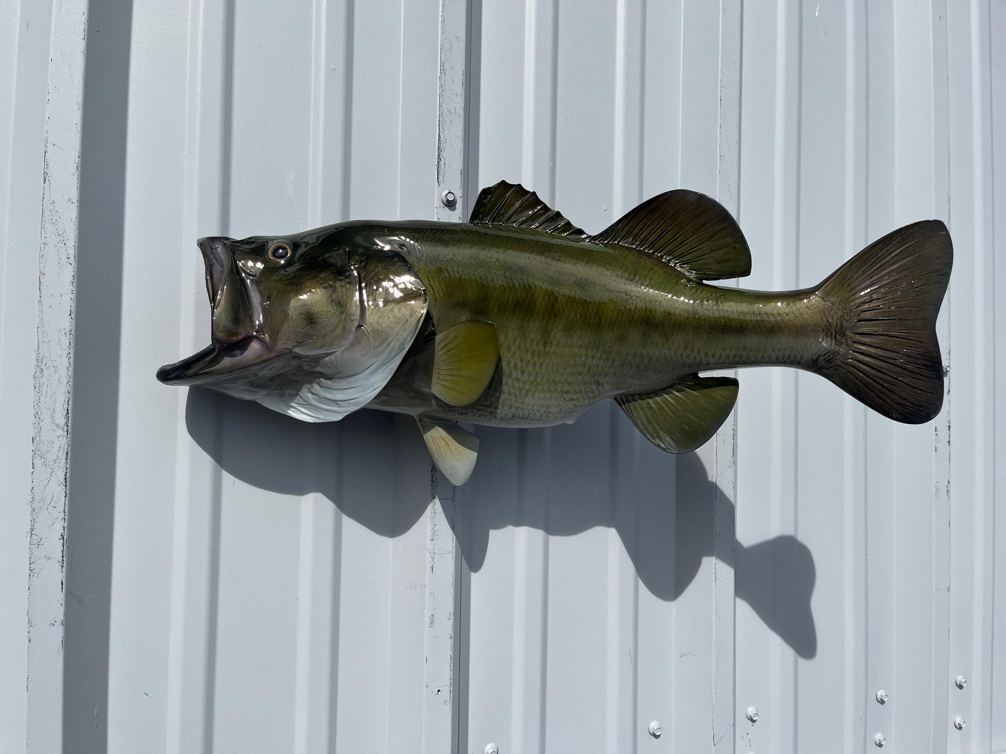Large mouth Bass　壁掛け剥製 Large Bass Fish Wall Mount - Etsy