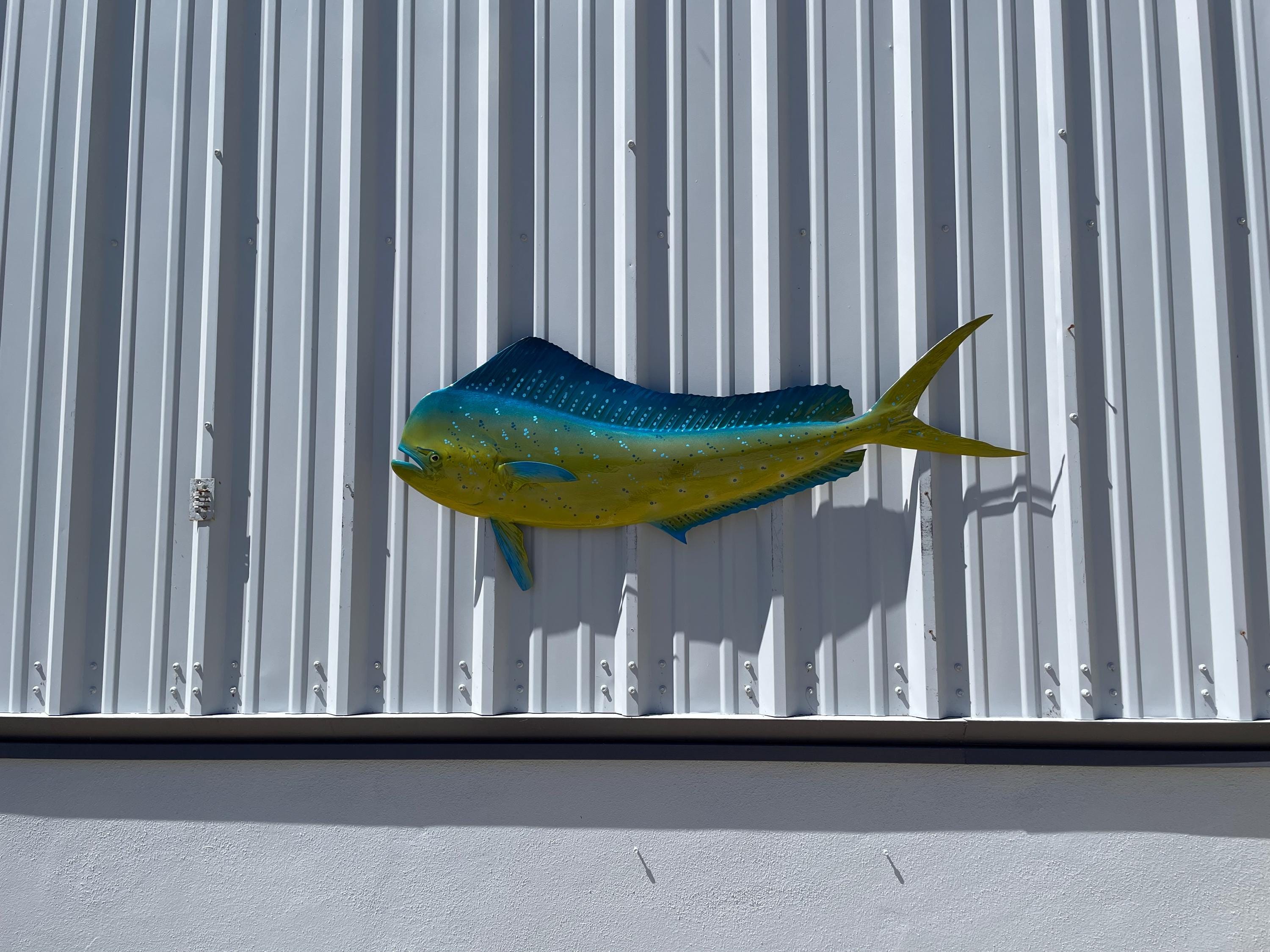 Mahi Mahi Cow Fish Mount Fiberglass Taxidermy Replica Half Mount