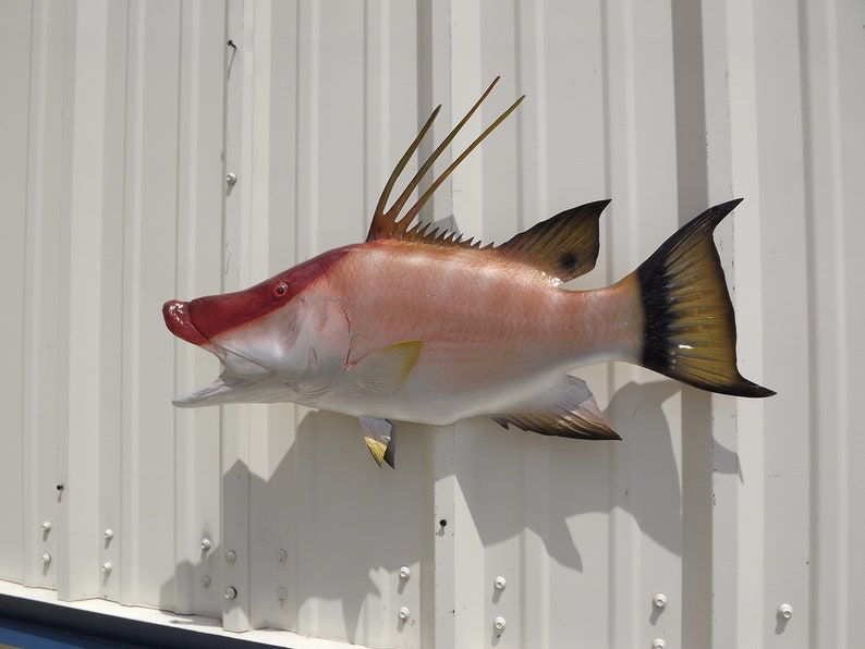 Hogfish aka Hog Snapper Fish Mount 28 Inches Half Mount Etsy