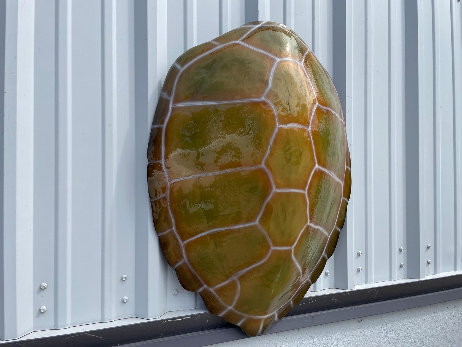 Green Turtle Shell Replica - 32 Inches - Half Mount - Etsy