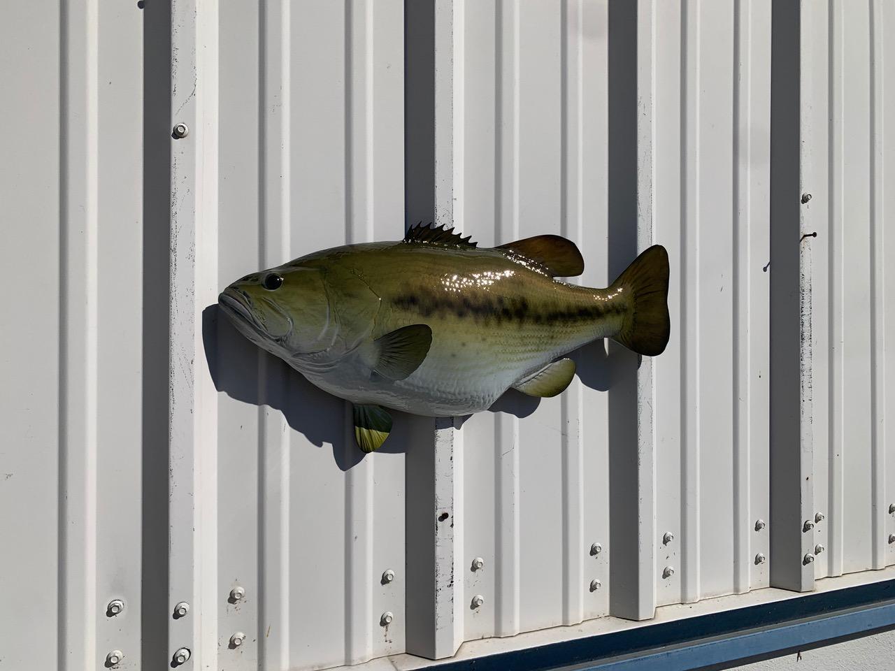 Large mouth Bass　壁掛け剥製 Large Bass Fish Wall Mount - Etsy