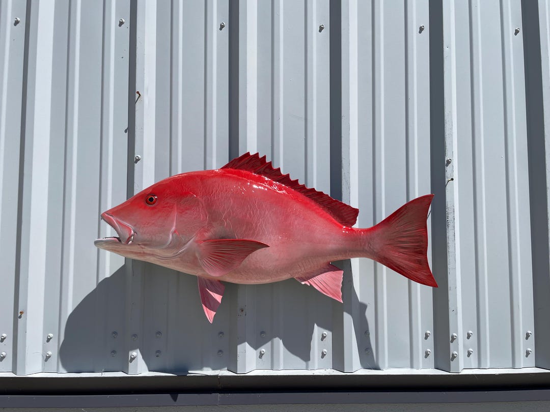 Tiny Snapper Racks Red Snapper Fish Mount - 36 Inches - Full Mount Replica - Etsy
