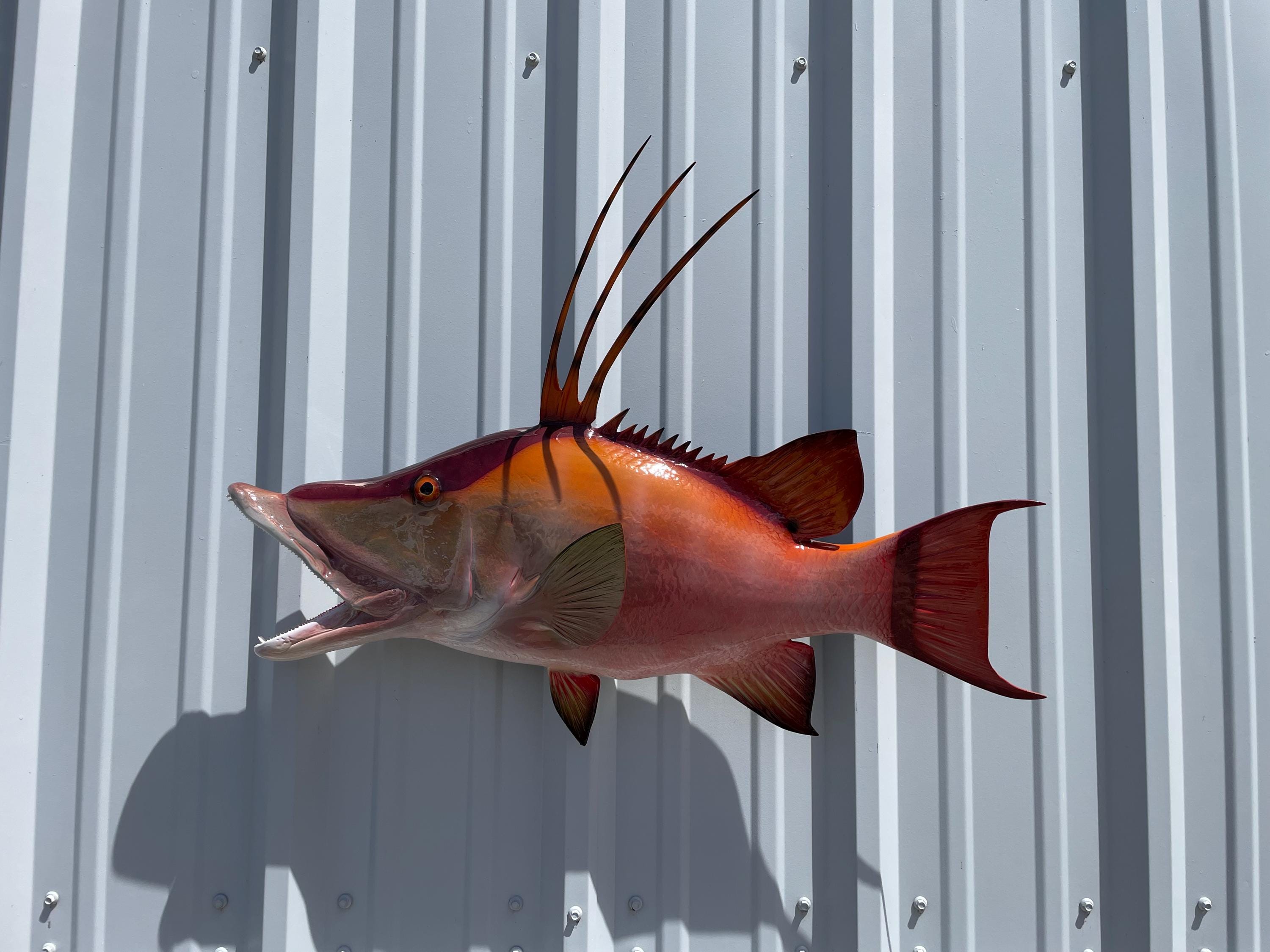 Hogfish (aka Hog Snapper) Fish Mount - 32 Inches - Full Mount - Etsy