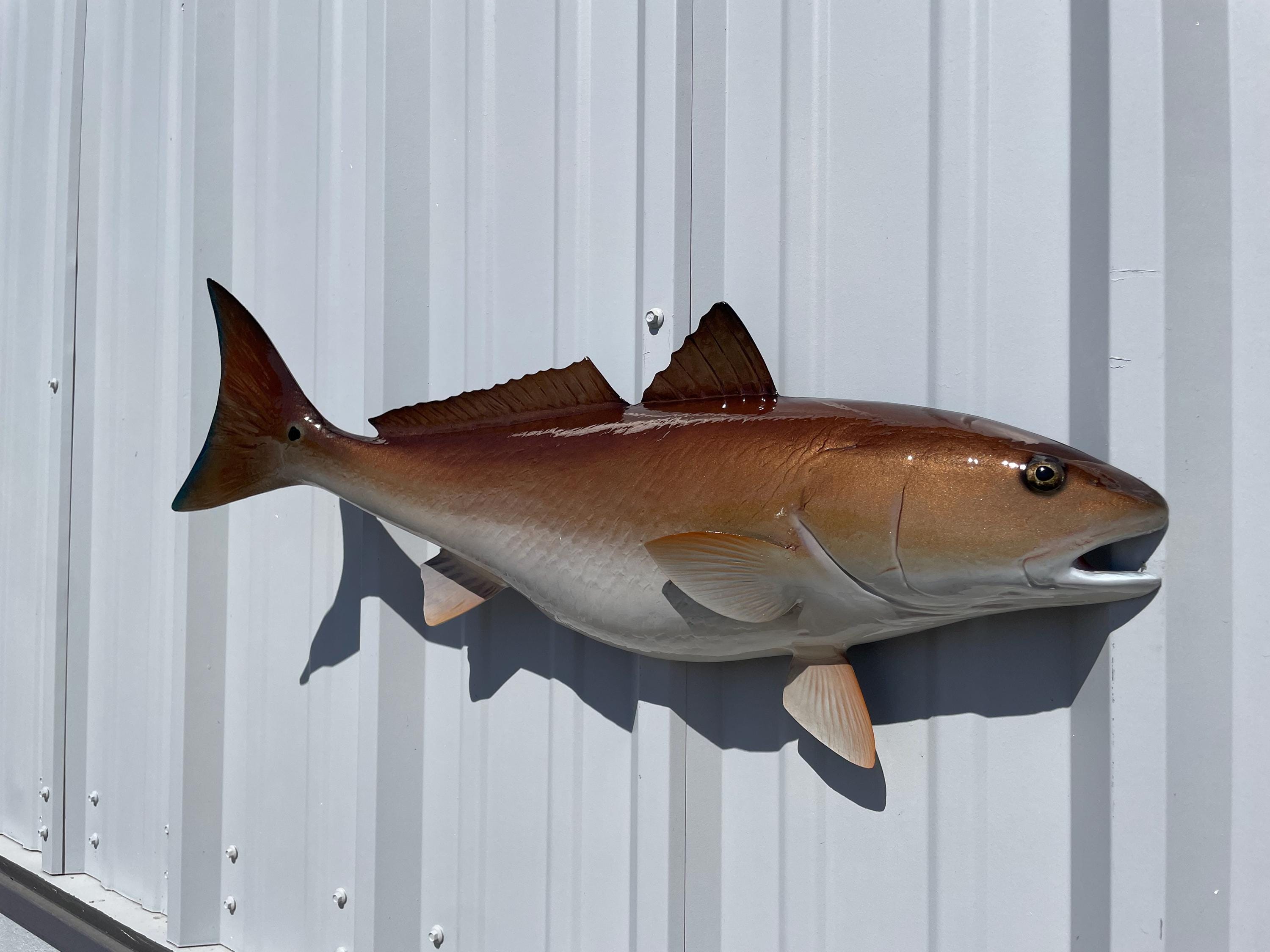 Redfish Fish Mount - 29 Inches - Half Mount - Etsy