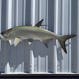 May include: A mounted tarpon fish with a silvery-green body and a long, pointed snout. The fish is mounted on a white metal wall.