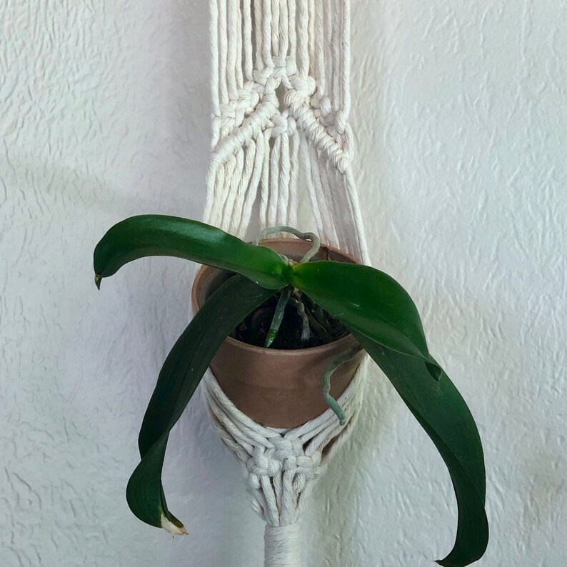 May include: A white macrame plant hanger with a green orchid plant in a brown pot.