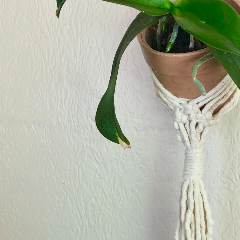May include: A green orchid plant with a single leaf hanging down, potted in a brown pot and suspended in a white macrame plant hanger.