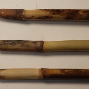 Reed Pens Phragmites Australis for Drawing 3 hand crafted pens 6-8 length 10-13mm width image 2