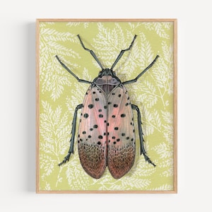 Spotted Lanternfly - Art Print | vintage wallpaper home decor, oddity gift, bug wall art, insect art