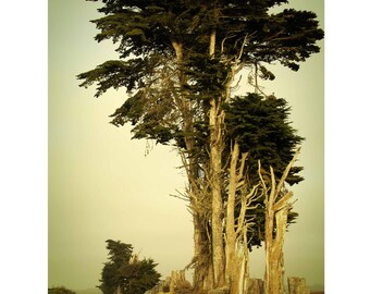 California Cypress, Digital Photograph, Landscape Photography, Tree