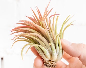 Tillandsia Ionantha Rubra Air Plants - Bulk Buying Option Available - Sustainably Farmed Air Plant - Terrariums - Fast Shipping