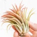 see more listings in the Air Plants section