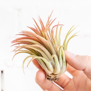 Tillandsia Ionantha Rubra Air Plants  - Bulk Buying Option Available - Sustainably Farmed Air Plant - Terrariums - Fast Shipping