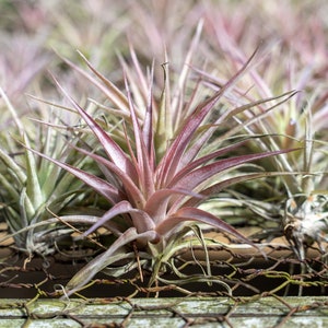 May include: Close-up of several air plants, with a focus on a central plant with reddish-purple leaves. The other plants have green and purple hues. The plants are arranged on a wire mesh surface, creating a natural, botanical theme.