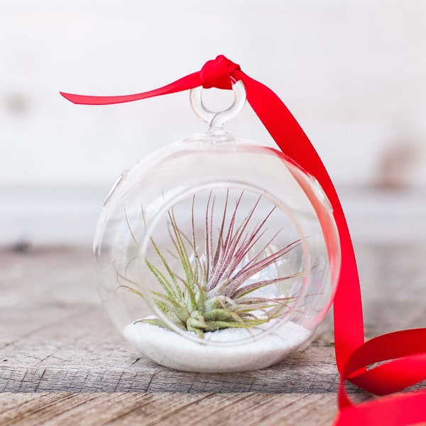 Tillandsia Terrarium Etsy