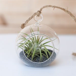 Mini Flat Bottom Terrarium with Black Sand Kit & Tillandsia Ionantha Air Plant - Bulk Buying Option Available  - Terrariums - Fast Shipping
